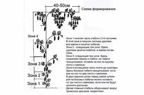 Схема посадки баклажанов в теплице