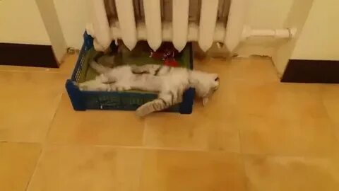 Видео пора домашняя