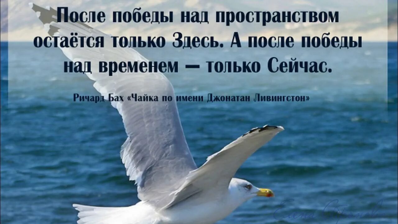 Чайка по имени Джонатан Ливингстон. Чайка по имени Джонатан Ливинг. Чайка по имени Джонатан Ливингстон книга.