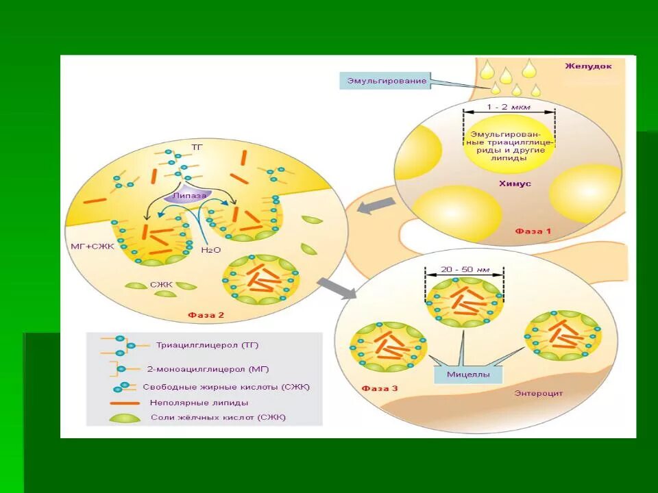 Ферменты эмульгирующий жиры. Переваривание липидов. Механизм эмульгирования липидов в ЖКТ.. Схема пищеварения липидов. Механизм эмульгирования жиров.