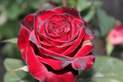 Prestige rose