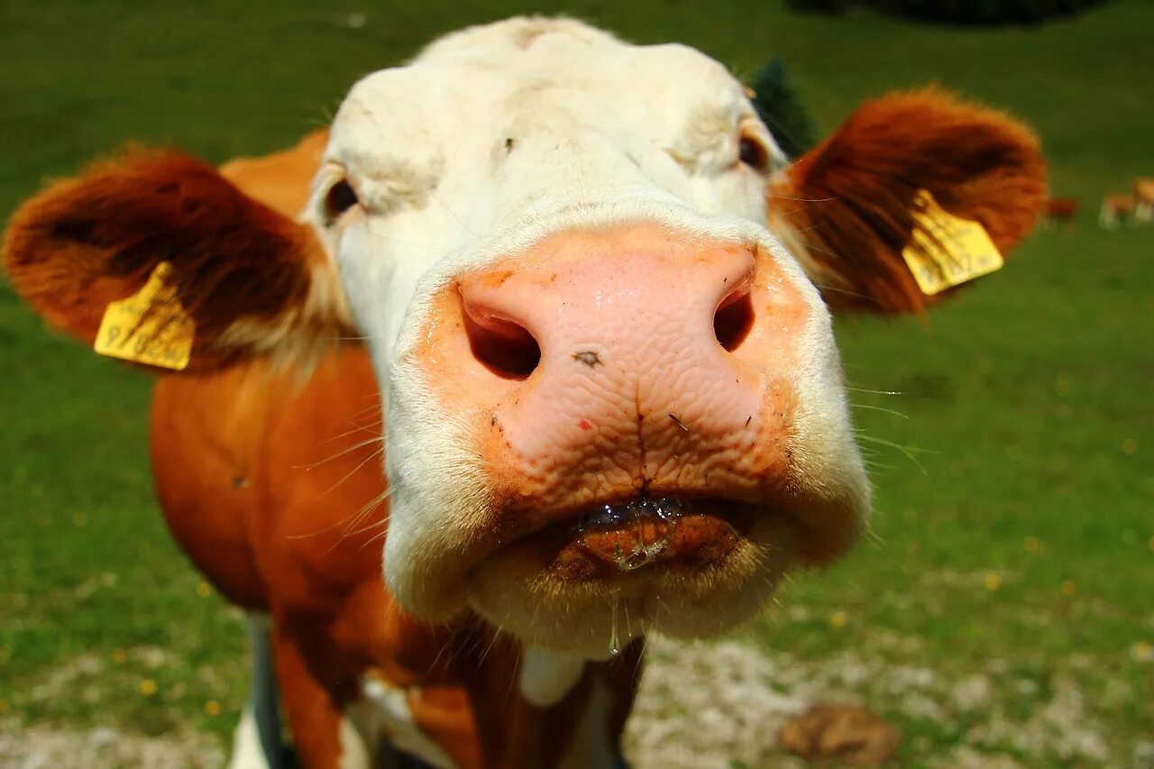 Слюна коров. Корова. Нос коровы.