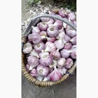 Продать чеснок оптом