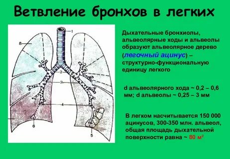 Легкие образован