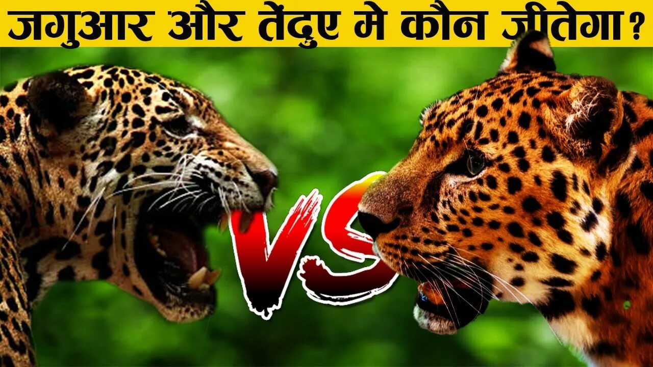 Леопард vs Ягуар. Ягуар с Тайгер. Леопард vs Ягуар злой.