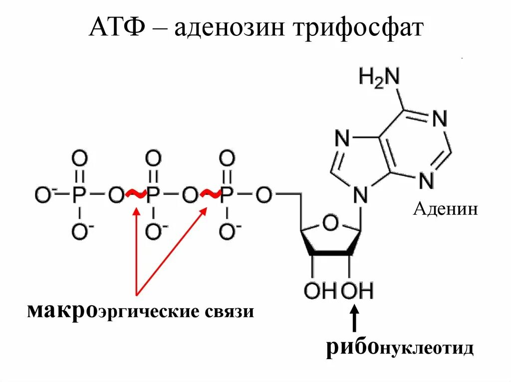 Молекула атф схема. Схема строения АТФ. Аденозин 5 трифосфат. Аденозин 5 трифосфат строение. Реакции образования АТФ (аденозин-5-трифосфата.