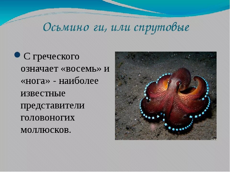 Осьминог для презентации. Сообщение о осьминоге. Презентация на тему Осьминоги. Доклад про осьминога.