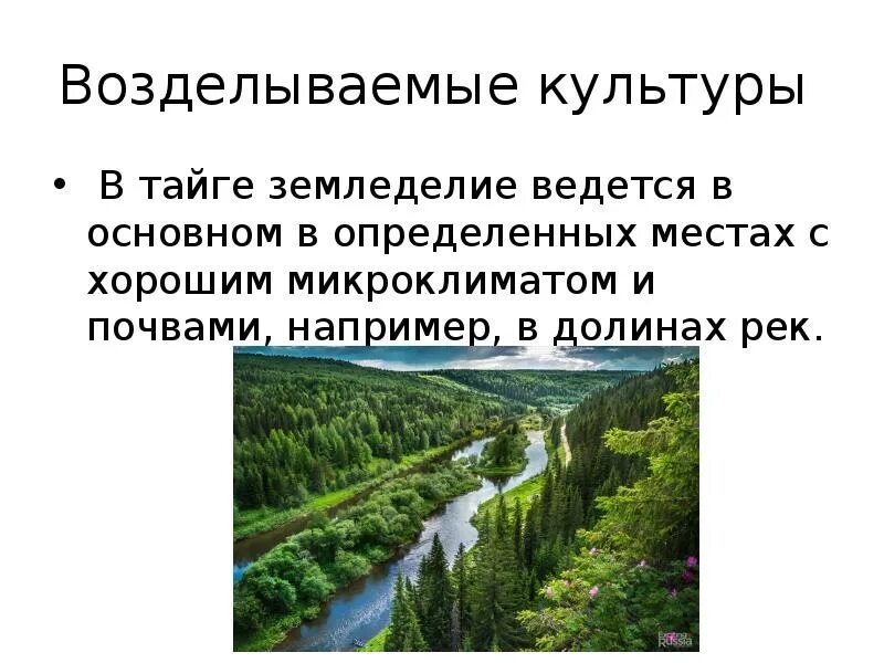 Географическое положение тайги 8 класс. Географическое положение тайги. Географическое положение тайги в России. Земледелие тайгитайги. Географическое положение тайги в России 8 класс.