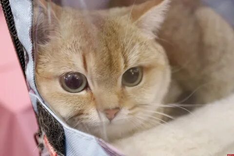 Введи кошку
