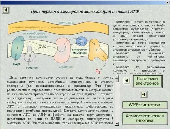 Дыхательные электроны