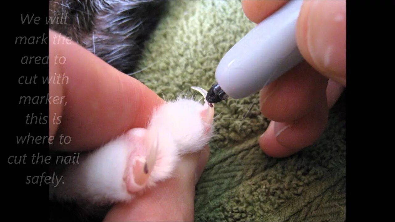 Можно стричь ногти кошки. Подстричь ногти коту. Как стричь ногти кошке. Постригают ногти кошку в домашних.