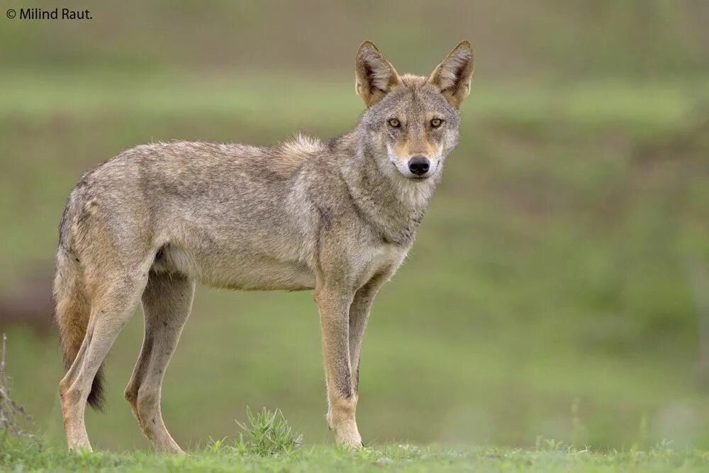 Азиатский волк. Индийский волк. Canis lupus pallipes. Аравийский волк. Волки в индии.
