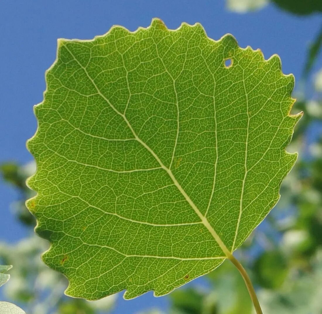 Листь. Тополь дрожащий (Populus tremula). Осина обыкновенная (Pópulus trémula). Тополь дрожащий (осина) – Populus tremula. Осина обыкновенная (Populus tremula).