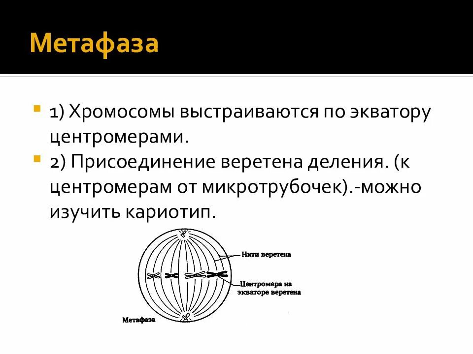 Количество хромосом в метафазе. Веретено деления метафаза 2. микротрубочки метафаза. хромосомы выстраиваются. метафаза 1. веретено деления ….