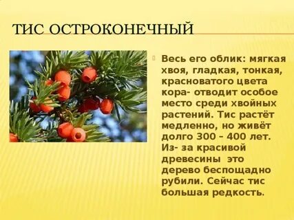 Хвойное вечнозеленое растение занесенное в красную книгу
