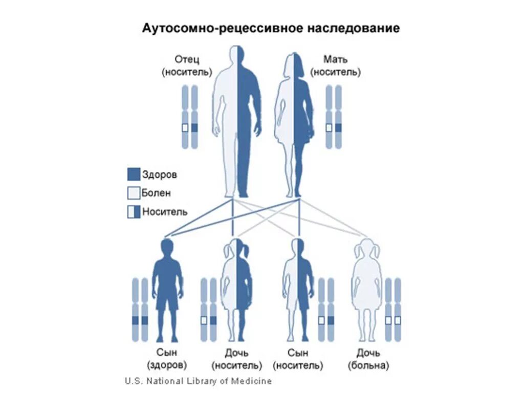 Болезни по рецессивному типу