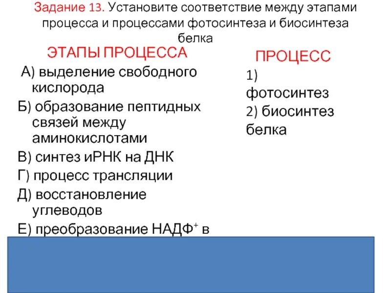 Установите соответствие между этапами биосинтеза