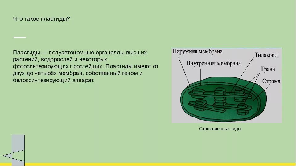 Наличие в клетках хлоропластов. Функции пластиды 5 класс биология. Структура клетки растения пластиды. Строение клетки пластиды 5. Строение клетки пластиды 5 класс биология.