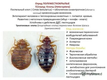 Клопы что делать отзывы