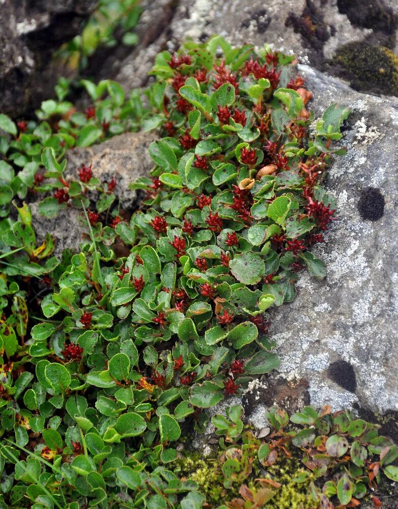 Полярная Ива в тундре. Salix herbacea. Растения тундры Полярная Ива. Карликовая Ива. Карликовая ива фото