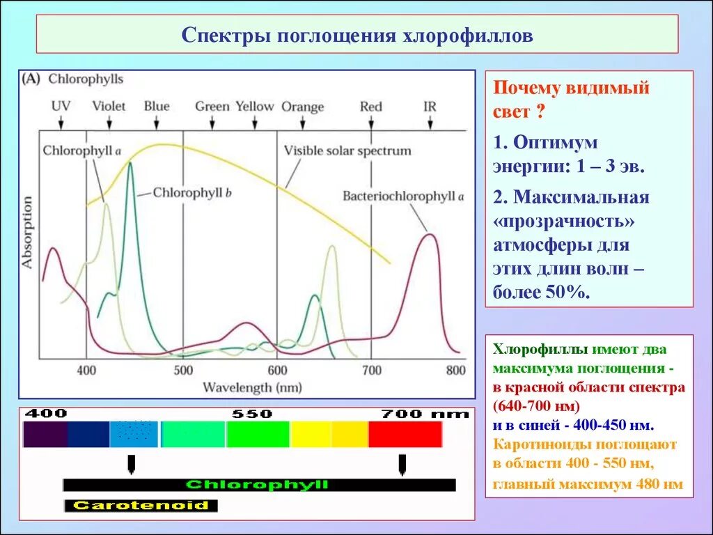 Какой спектр поглощает хлорофилл. Спектры поглощения света хлорофиллом. хлорофилл а и б спектры поглощения. спектр поглощения фотосинтетических пигментов. максимумы поглощения пигментов растений.