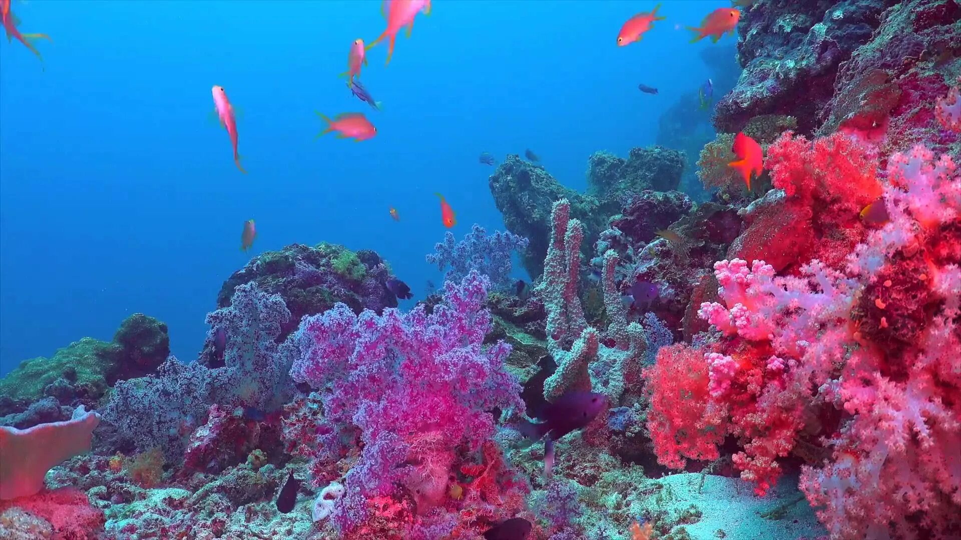 Underwater coral. Рифы красного моря. Риф коралловый 54546. Коралловые рифы красного моря. Риф Шарм-Эль-Шейх.