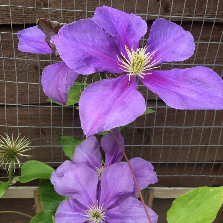 Waldrebe 'General Sikorski' - Clematis 'General Sikorski'