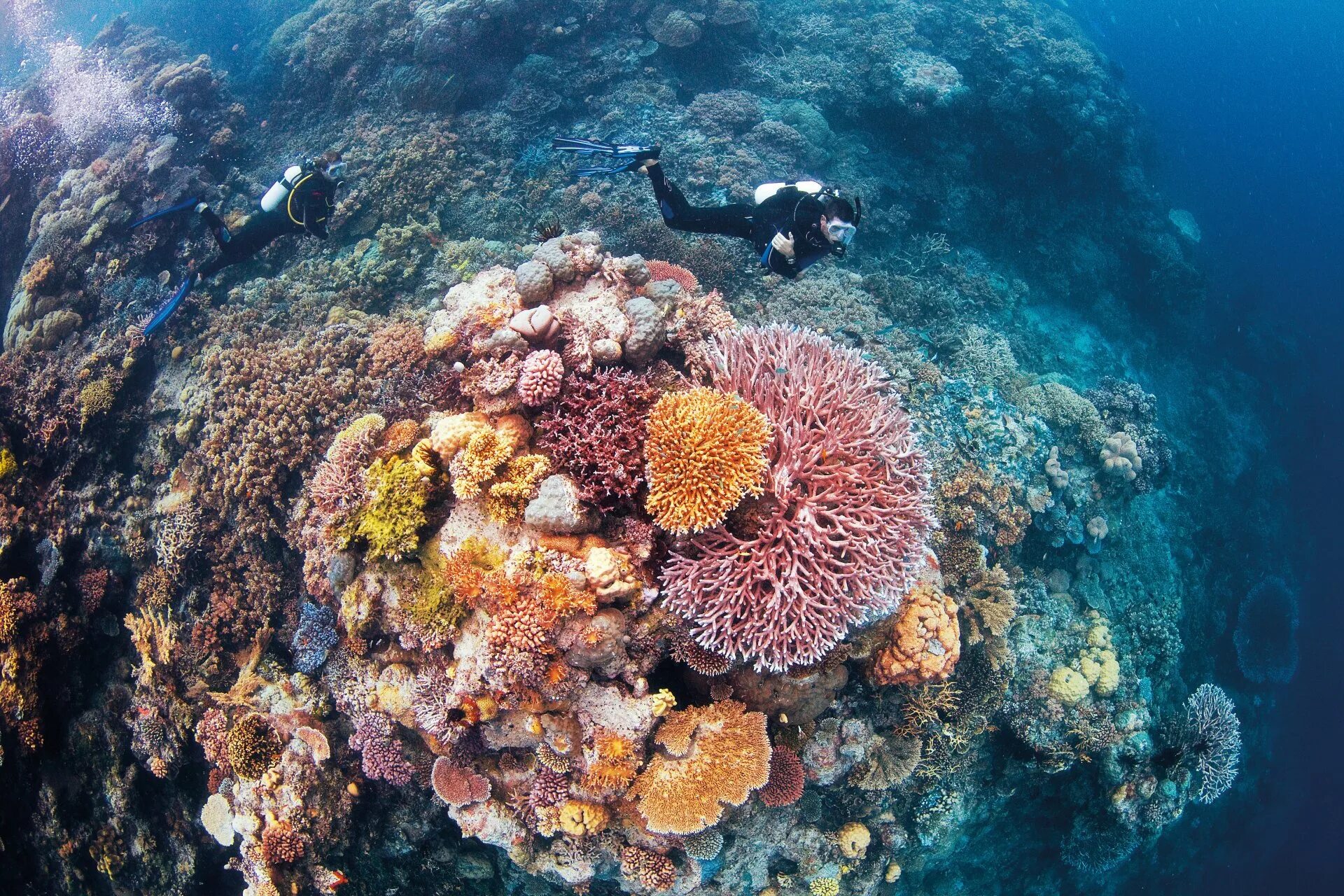 Где риф. Большой Барьерный риф в тихом океане. Морской парк большого барьерного рифа. Большой Барьерный коралловый риф. Барьерный риф в Австралии.