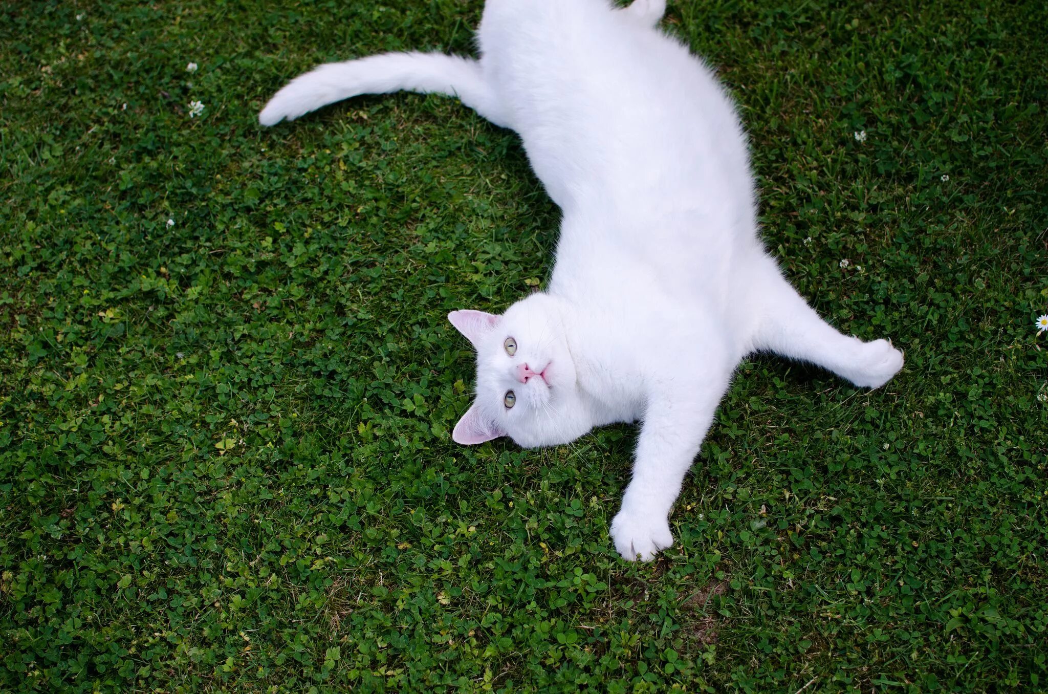 Толще белая. Толстый белый кот. Белый кот лежит. Белый кот дома. Белая кошка на дороге.