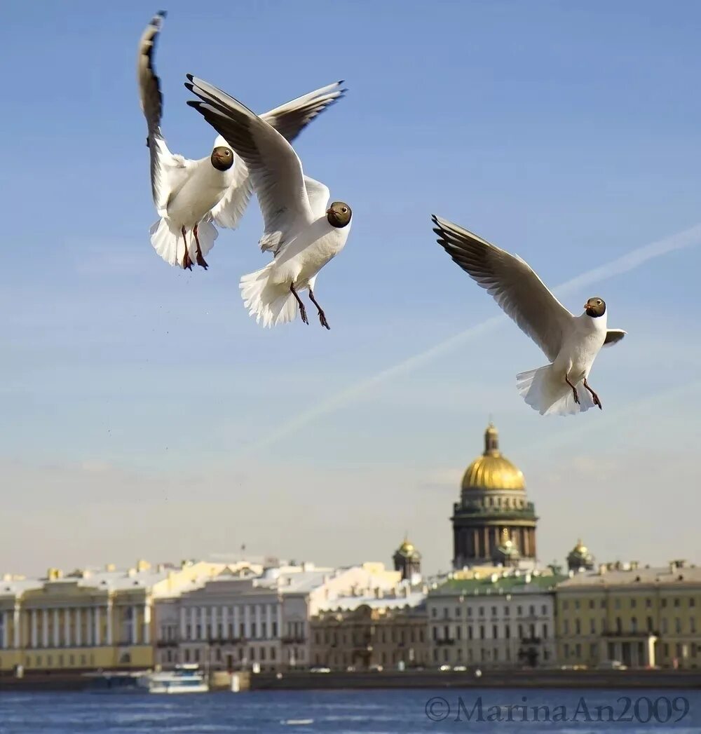 Парящий спб. Чайка Санкт-Петербург. Птицы над Невой. Птицы над Питером.