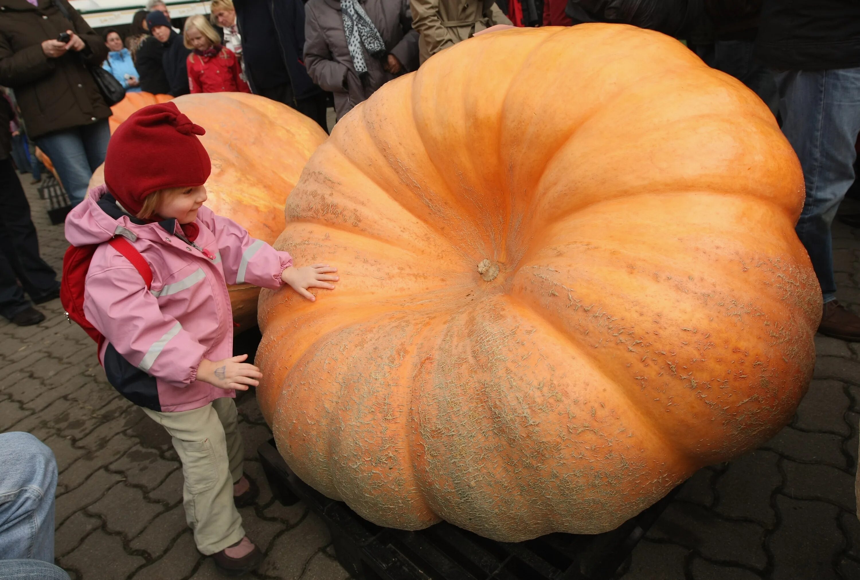 Тыква Cucurbita maxima. Тыква крупноплодная. Тыква мускатная цукатная. Тыква Маттиаса виллемайнса, 1190 кг.