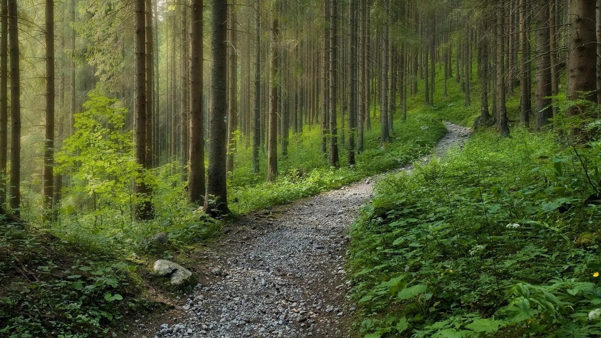 Forking paths