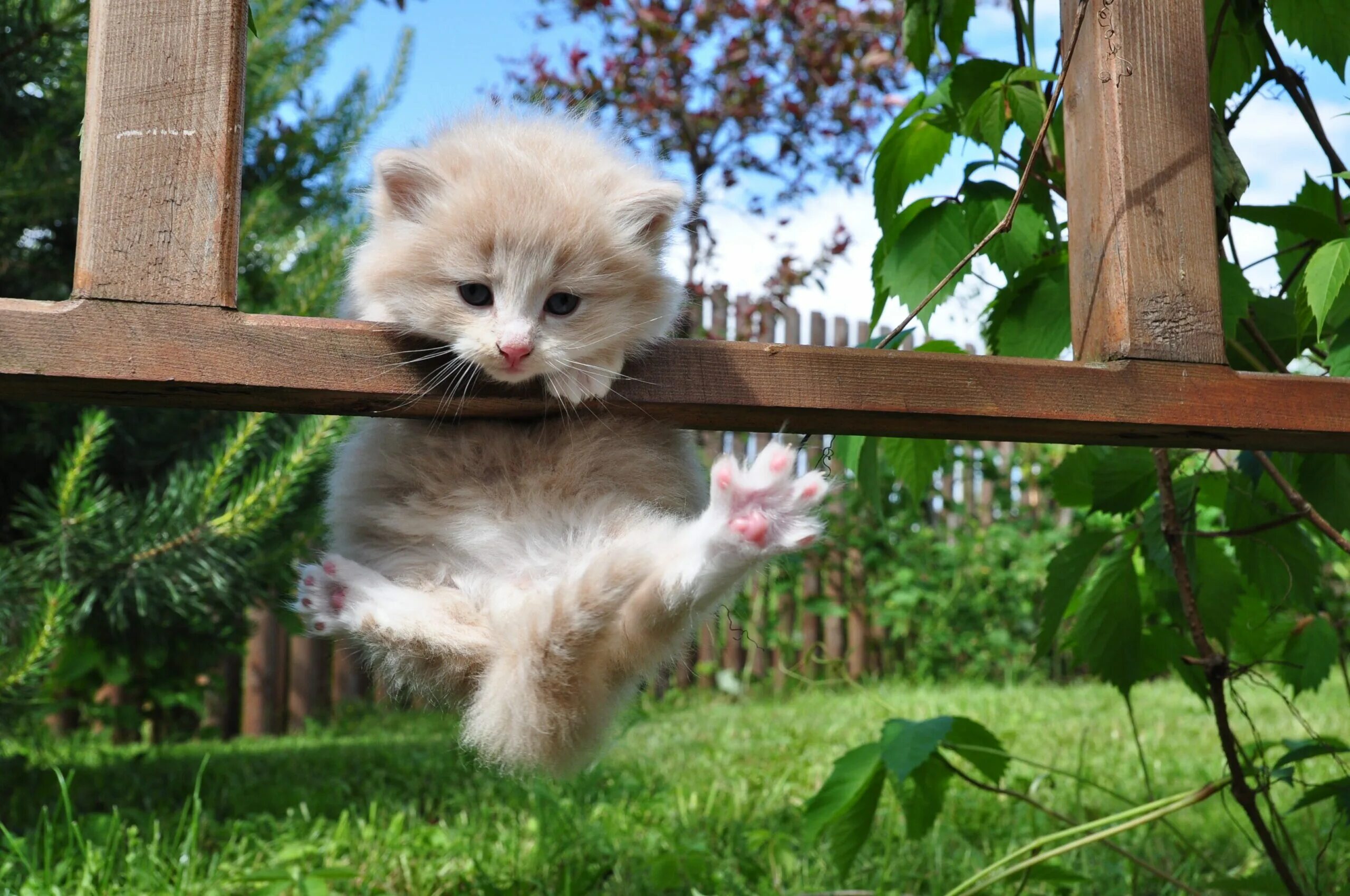 2 котенка играть