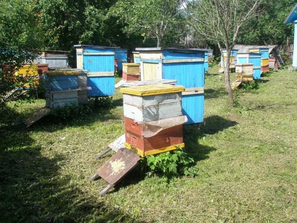 Метод цебро в пчеловодстве. Улей владимира петровича цебро. улей цебро. цебро методы пчеловождения.