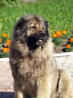 Кавказский щенок