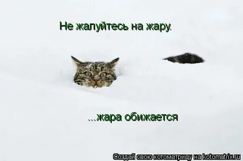 Не жалуюсь перевод
