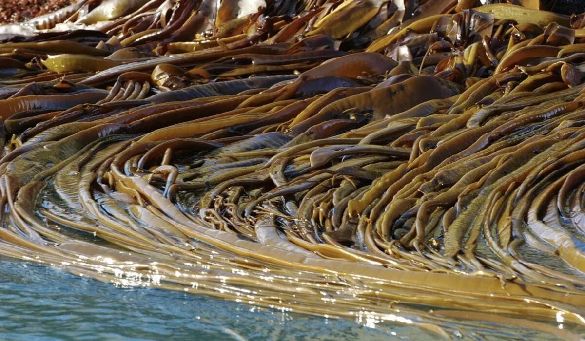 Водоросли запутались в. Ламинария японская морская капуста. Бурые водоросли ламинария. Морская капуста – Laminaria. Морская капуста ламинарии японского моря.