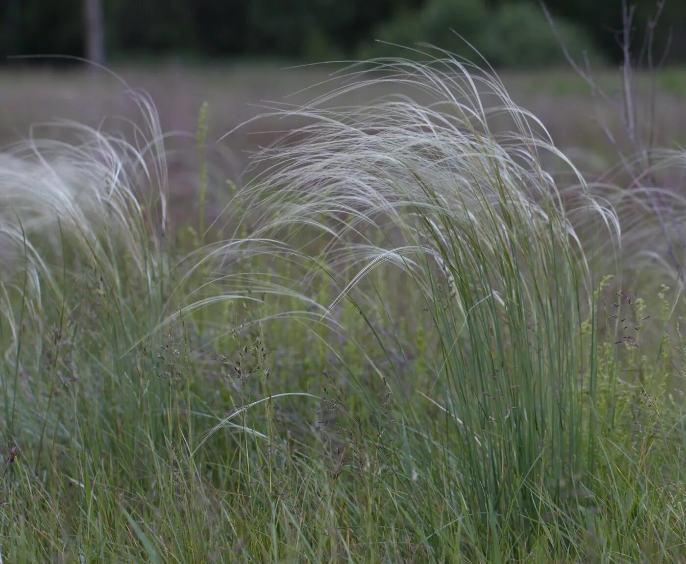 Соответствующее название ковыля. Ковыль перистый. Ковыль перистый (Stipa pennata l.). Ковыль в Пензенской области.