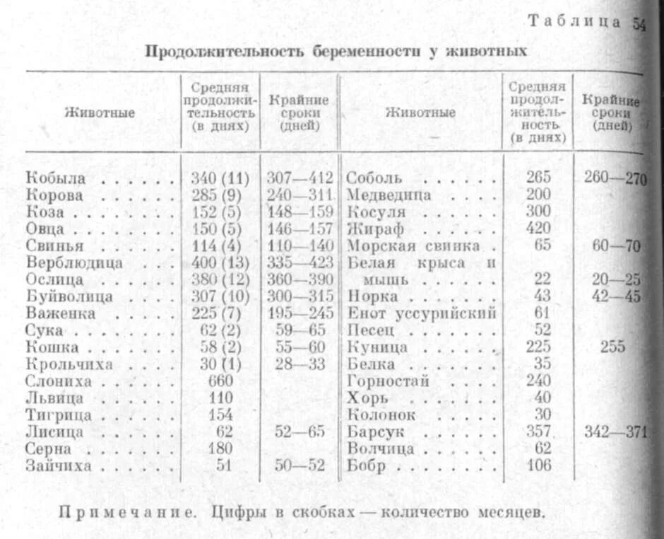 Все про беременность: особенности триместров, развитие плода, скрининги