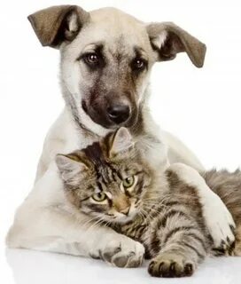 Animal partner