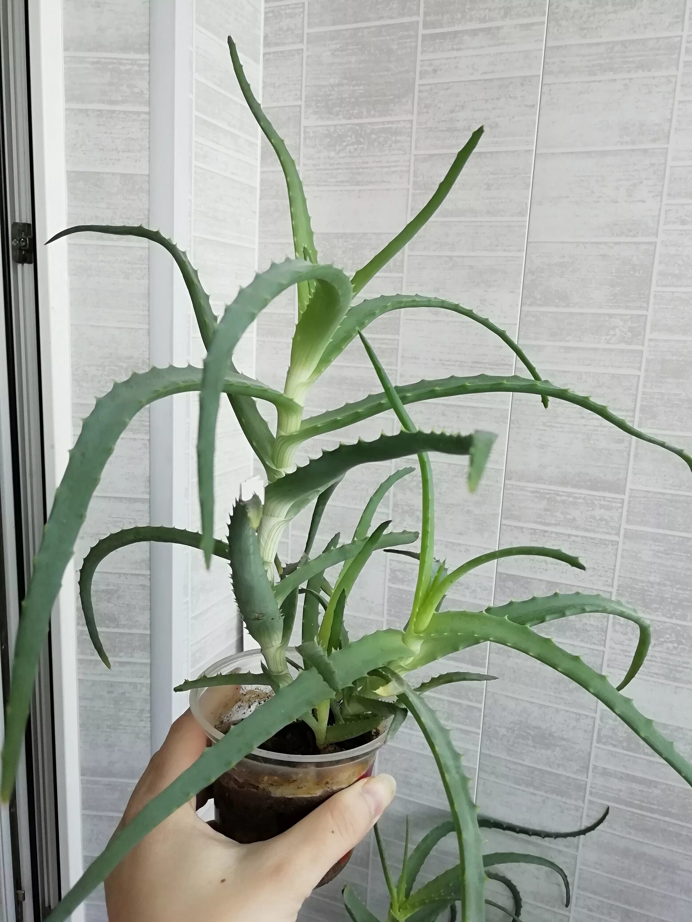 Алоэ древовидное столетник. Алоэ древовидное (Aloe arborescens). Алое Древо Видное столетник. Столетник 4