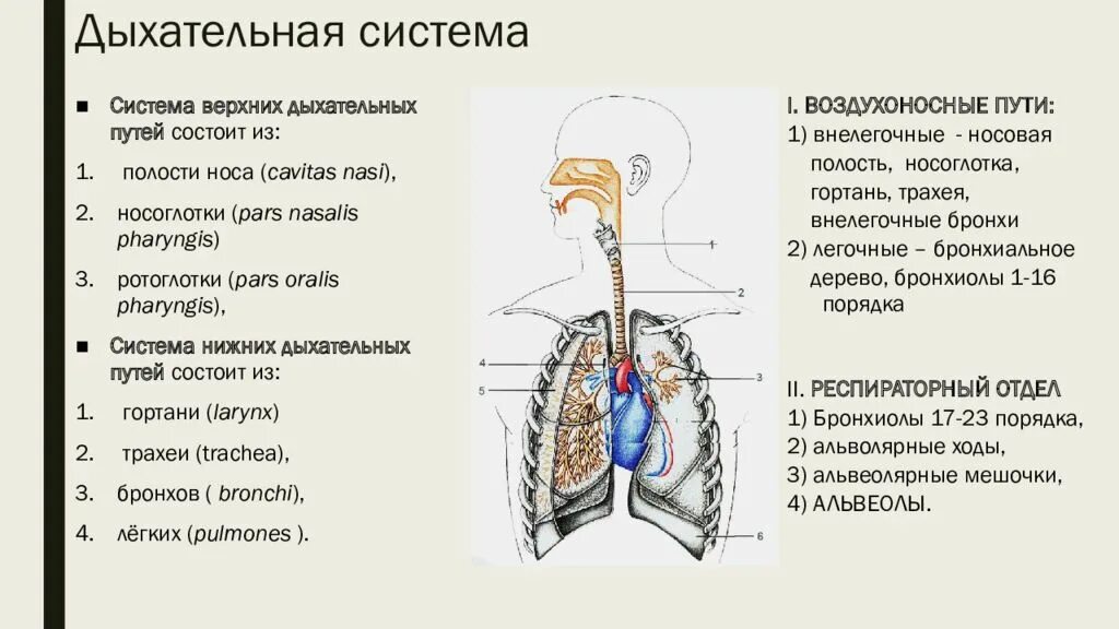 Нижние резонаторы. Дыхательная система легкие топография. Анатомия дыхат путей. Строение верхних дыхательных путей анатомия. Воздухоносные пути дыхательной системы человека.