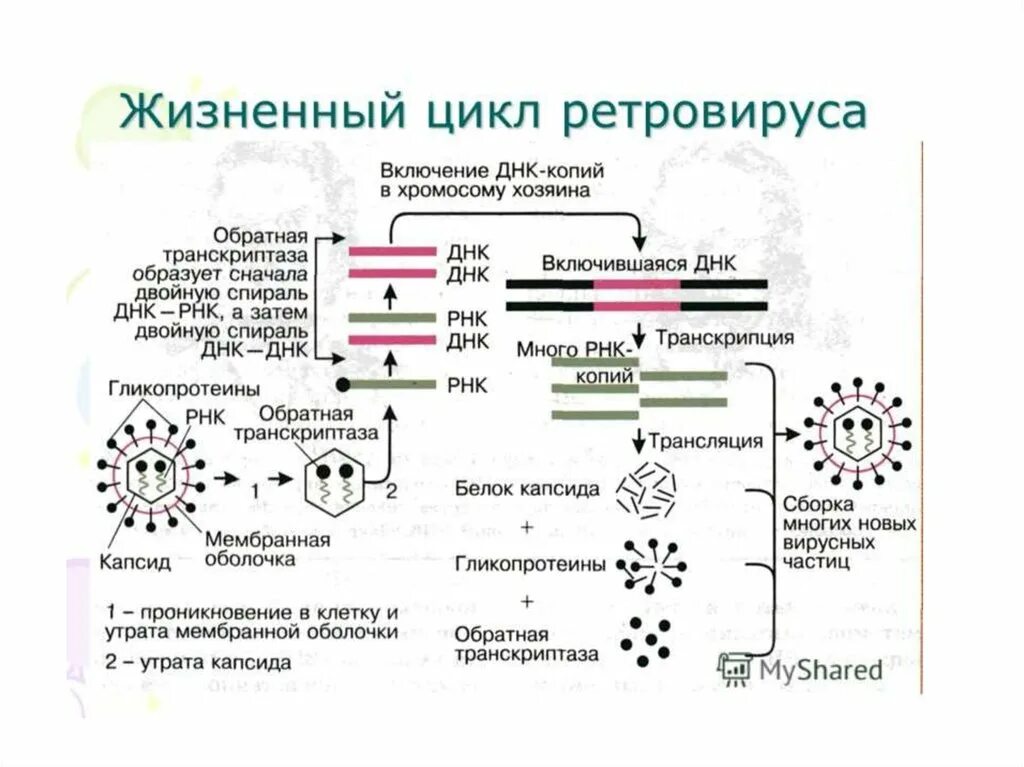 Жизненный цикл РНК содержащих вирусов. Ретровирусы жизненный цикл. Жизненный цикл РНК вируса схема. Схема размножения ретровирусов.