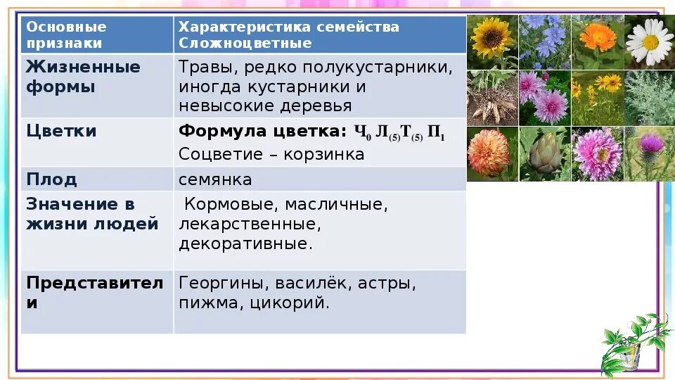 Соцветие семейства двудольных. Семейства двудольных растений сложноцветные. класс двудольные семейство сложноцветные. семейство сложноцветные астровые жизненные формы. характеристика семейства сложноцветные.