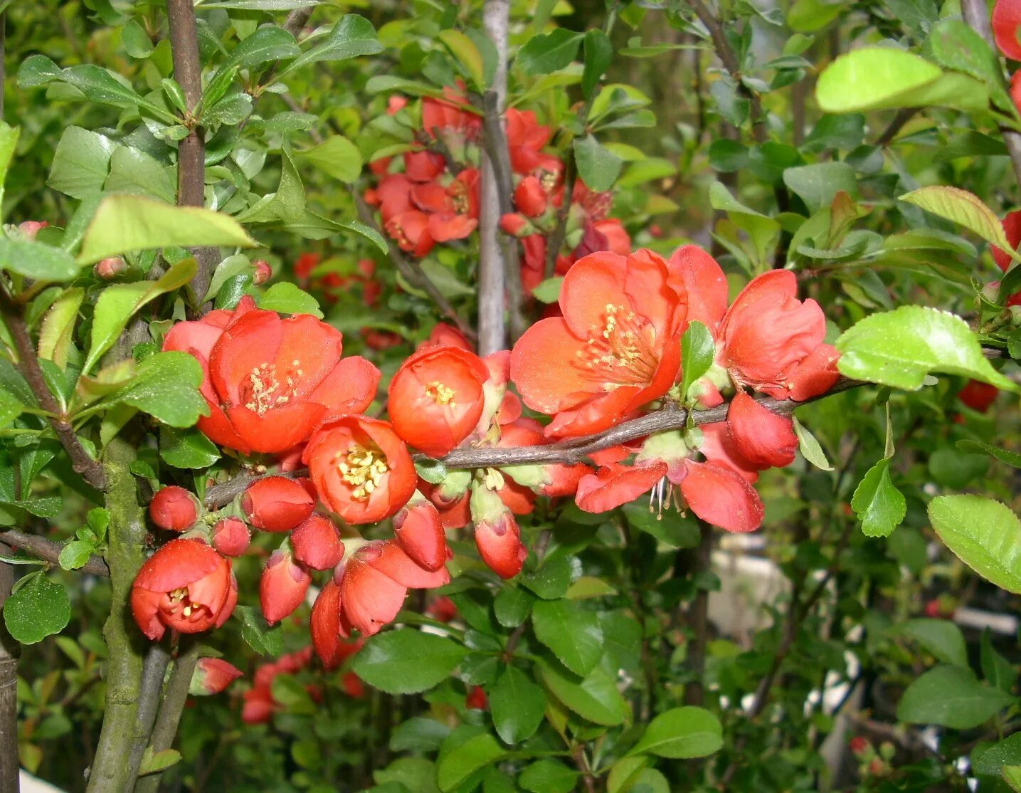 Айва японская саженцы. Айва хеномелес. Хеномелес japonica. Айва японская Chaenomeles japonica. Хеномелес японский ‘Саржента’.