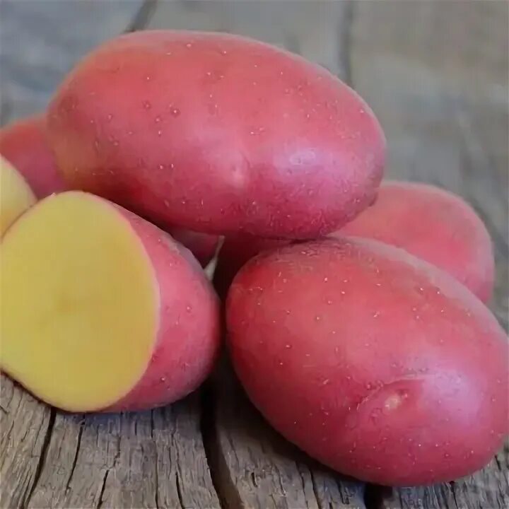 Картофель сорт ирбитский. Сорт картофеля ред скарлет. Сорт картофеля альма. Берлихинген сорт картофеля. Картофель пламя описание сорта фото отзывы.