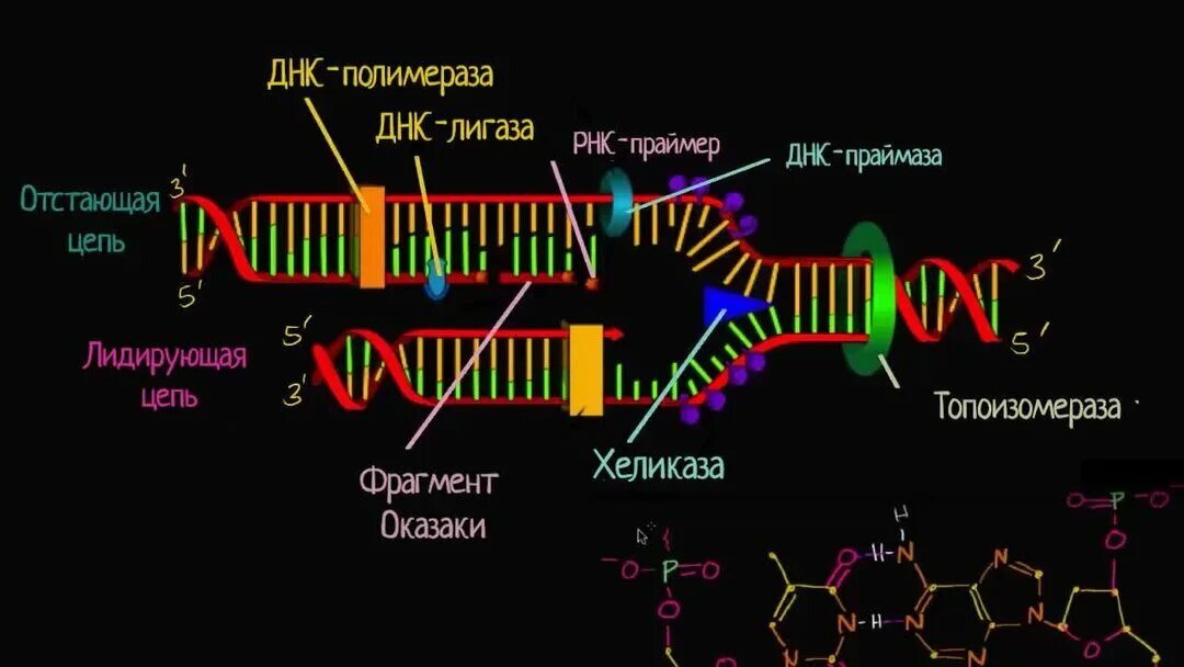 Prokaryotic dna replication - YouTube