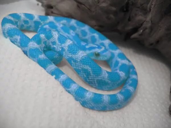 Про синюю змею. Голубая змея Эстетика. Голубая домашняя змея. Голубые домашние змеи. Эстетика синих змей.