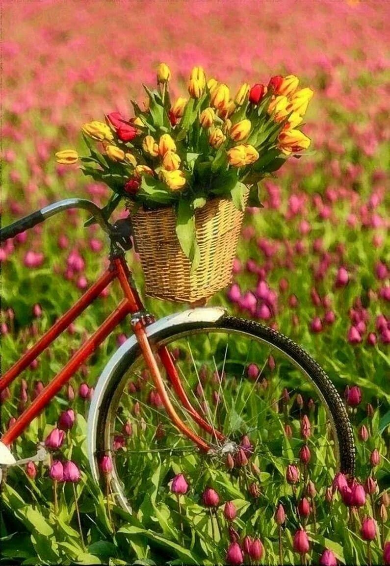 Велосипед в цветах зеленый. Велосипед цветы. Цветы в корзинке велосипеда. Велосипед с цветами. Красивые велосипеды.