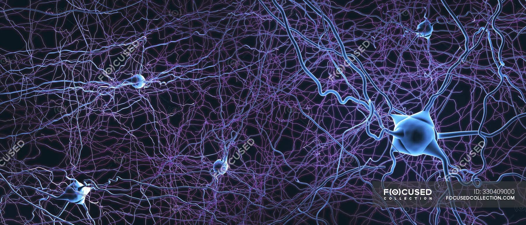 Нейроны фон Экономо. Нейроны мозга. Нейронная сеть мозга. Нейронные клетки мозга.